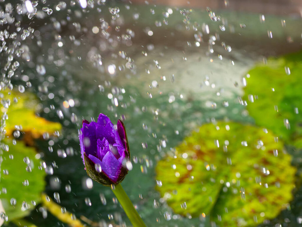 flores moradas y gotas de agua - Foto, imagen