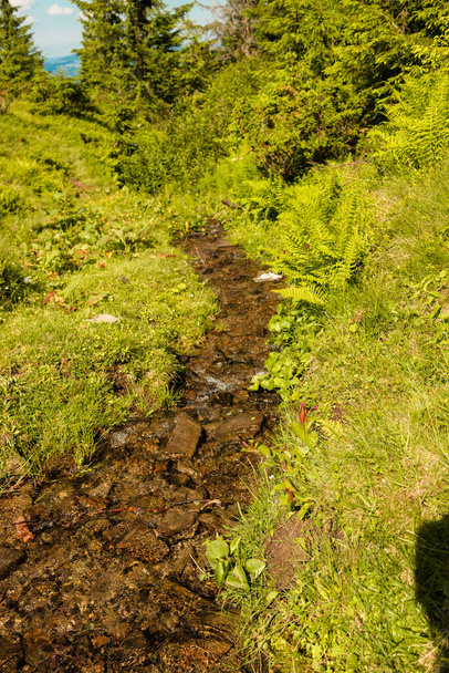 Klares Quellwasser fließt inmitten grüner Pflanzenvegetation. Gebirgsbach am bemoosten Hang mit frischem Grün. - Foto, Bild