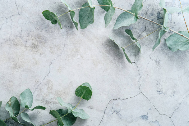 Eucalyptus leaves on stone table. Frame made of eucalyptus branches. Flat lay, top view, copy space - Φωτογραφία, εικόνα