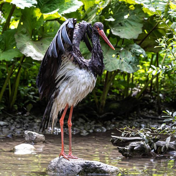 The Black stork, Ciconia nigra is a large bird in the stork family Ciconiidae. - Photo, Image