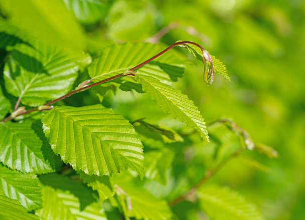 Young leaves of the hornbeam, Carpinus betulus, in spring - Photo, Image