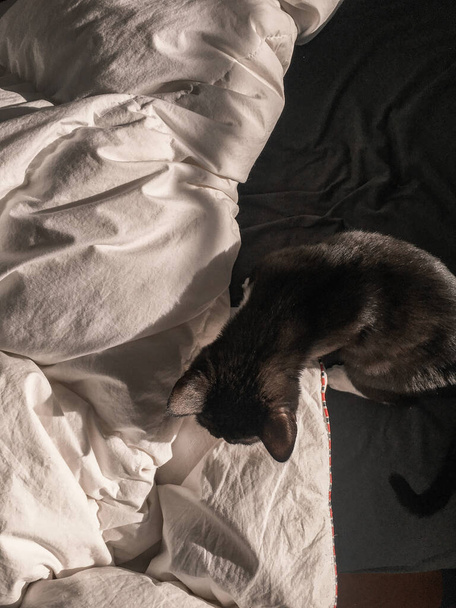 黒い猫が白い毛布の上のベッドに座っている。上からの眺め. - 写真・画像