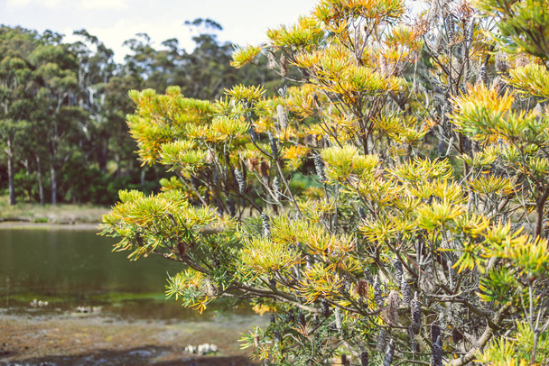 native Australian Banksia treeoutdoor in beautiful tropical location shot at shallow depth of field - Fotoğraf, Görsel