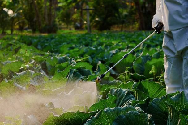 Jardineiro em um borrifo de terno protetor Insecticida e química em fábrica vegetal de repolho  - Foto, Imagem