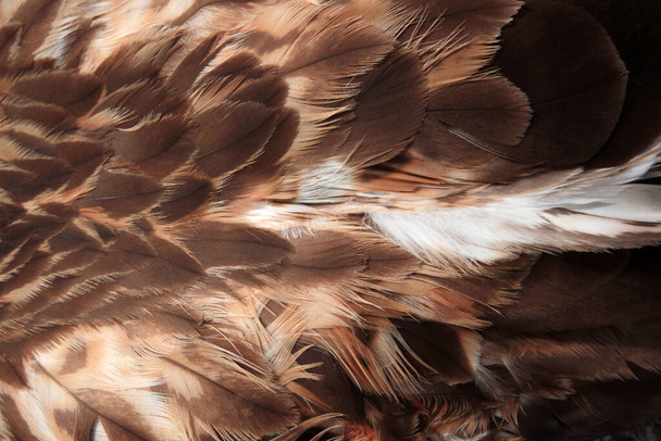 red hawk wing close up - 写真・画像