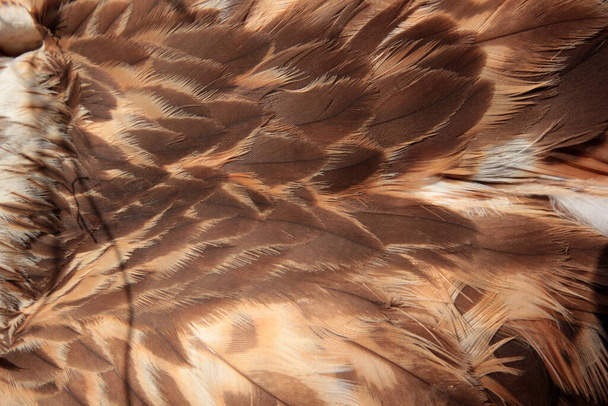 aile de faucon rouge gros plan - Photo, image