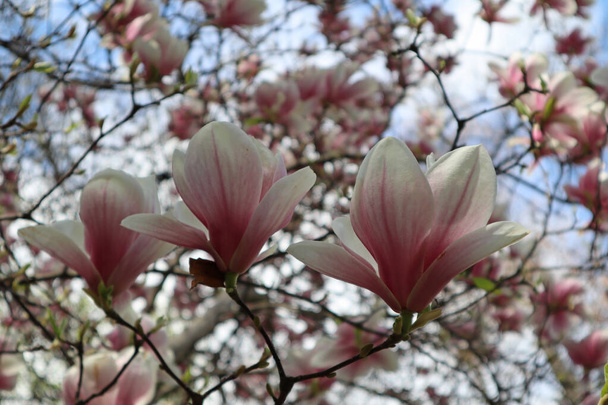 Árbol de magnolia floreciente escénico con grandes flores en las ramas, festival de primavera. Flor de magnolia a principios de primavera en un árbol de sulange de magnolia en un día soleado - Foto, Imagen