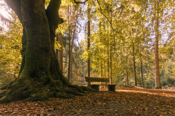 empty bench in Teutoburger Forest with beautiful leaf colors at autumn near Detmold, Germany - Valokuva, kuva