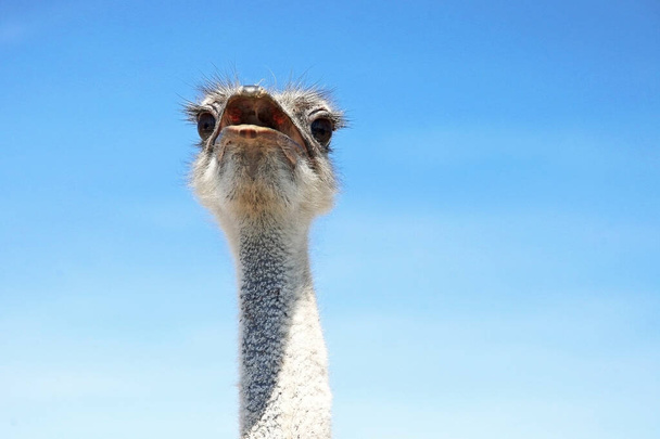 the long neck of an ostrich rises above the fence of its own aviary - Foto, imagen