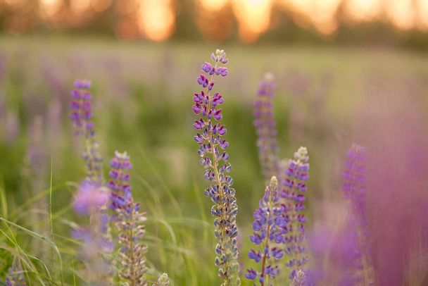Lupins fioletowy tle łąki. Naturalna, wellness bliskość do natury. Koncepcja samopoznania. Wysokiej jakości zdjęcie - Zdjęcie, obraz