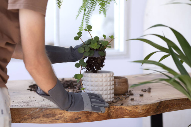 Woman gardeners transplanting plant in ceramic pots on the design wooden table. Concept of home garden. Spring time. Stylish interior with a lot of plants. Taking care of home plants. Template. - Valokuva, kuva
