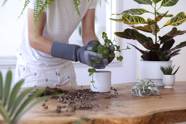 Woman gardeners transplanting plant in ceramic pots on the design wooden table. Concept of home garden. Spring time. Stylish interior with a lot of plants. Taking care of home plants. Template. - Fotoğraf, Görsel