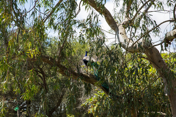 Pavo real (Pavo Cristatus) que saltó a un árbol en Sigean Wildlife Safari Park en Francia - Foto, Imagen