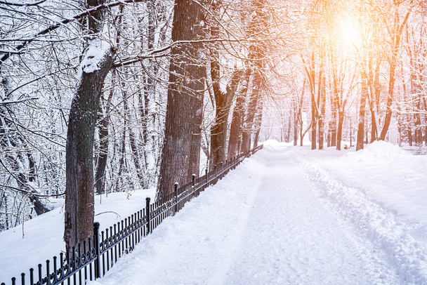 Parc d'hiver avec arbres et trottoir couvert de neige après une chute de neige dans un après-midi ensoleillé.  - Photo, image