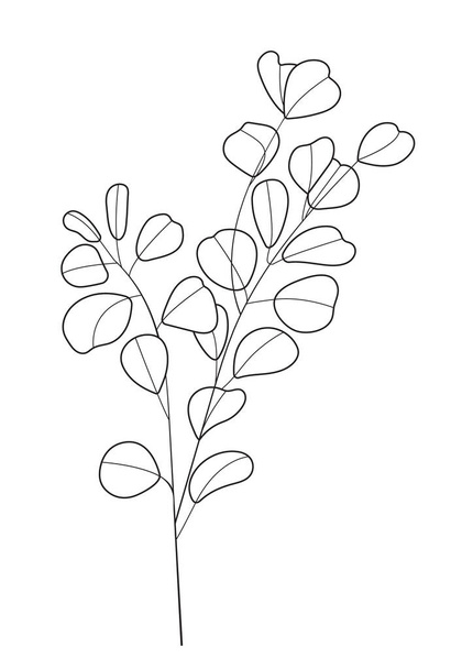 Eucalyptus branch vector in line art style. Bohemian eucalyptus leaves, plant on isolated background. Minimal, simple botany, floral, organic icon. - Vektör, Görsel