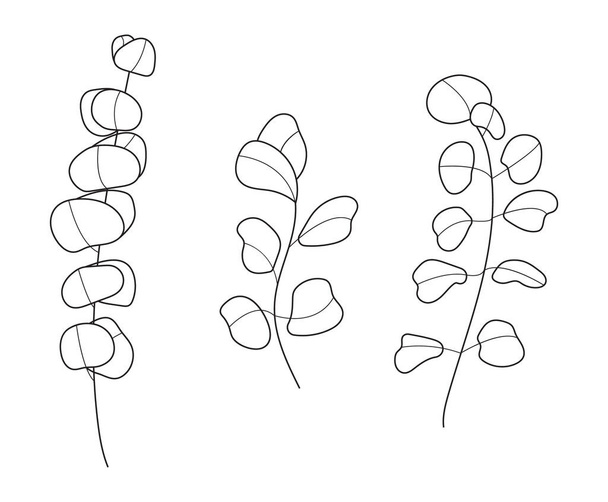 Eucalyptus branch vector set in line art style. Bohemian eucalyptus leaves, plant on isolated background. Minimal, simple botany, floral, organic icon. - Vektör, Görsel