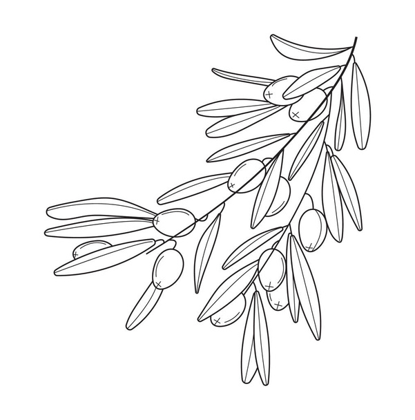 Olive branch vector in doodle, sketch style. Black, minimal single line botanic branch and leaf. Ink, pencil hand drawn olive tree, leaves for wrapper pattern, logo, frame or border. - Vektör, Görsel
