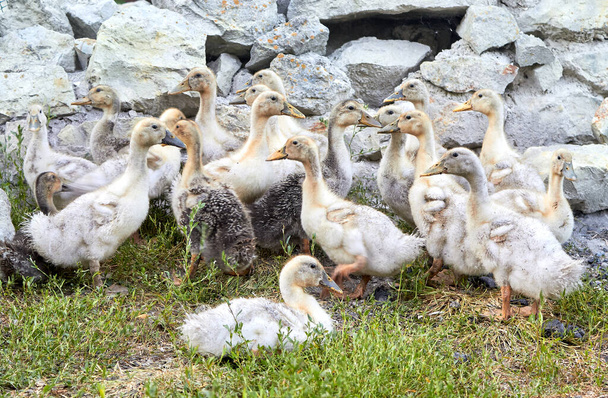 Tema de la cría de animales. Un pequeño grupo de patos domésticos amarillos y grises sobre hierba verde contra una valla de piedra, levantados en una pequeña granja. - Foto, imagen
