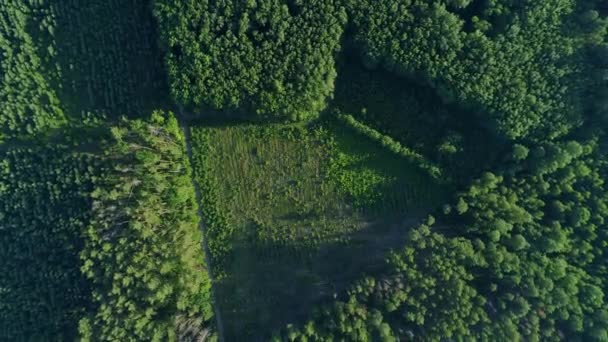Летняя вырубка лесов, беспилотник летит над зелеными деревьями - Кадры, видео