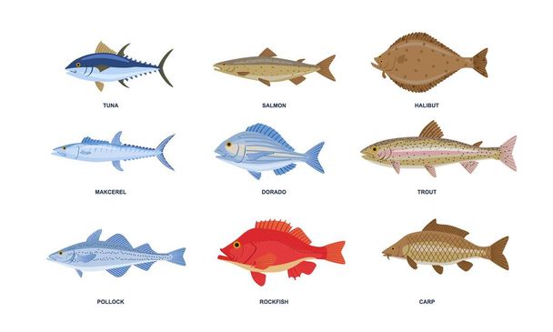 Zestaw ryb rzecznych lub morskich. Kolorowe naklejki z podwodnymi mieszkańcami dzikiej przyrody. Ryby słodkowodne lub morskie. Tuńczyk, łosoś, karp i dorado. Kolekcja wektor płaski kreskówka izolowane na białym tle - Wektor, obraz