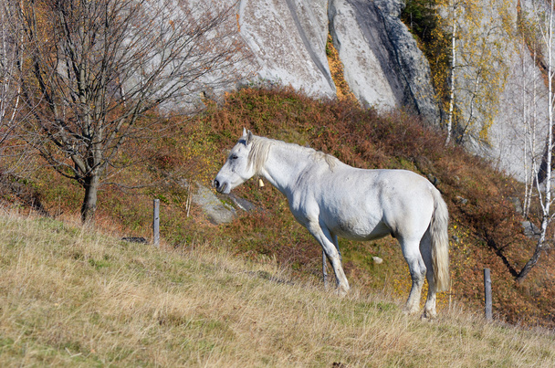 Лошадь на пастбище
  - Фото, изображение
