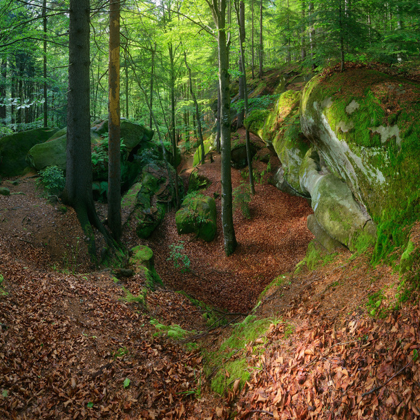 Forêt de fées - Photo, image