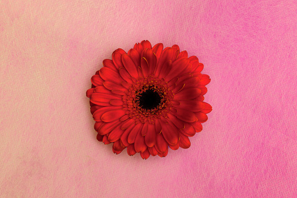 A red gerbera flower on a pink background... - Fotó, kép