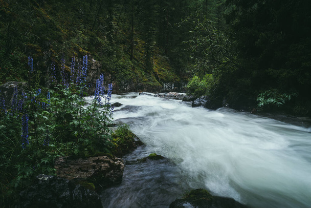 Atmospheric forest landscape with rapids on powerful mountain river between rocks with mosses, trees and wild vegetations. Violet flowers near blurred power turbulent water stream in mountain river. - Fotoğraf, Görsel