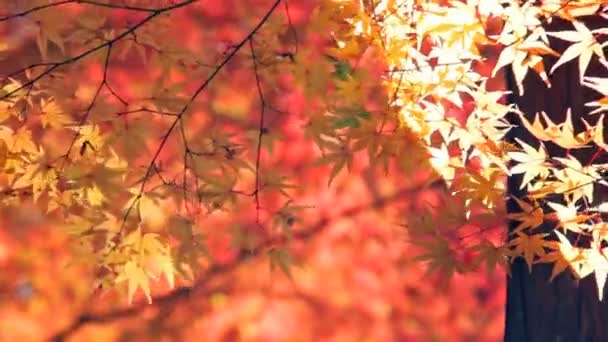 Red japanese maple autumn fall - Footage, Video
