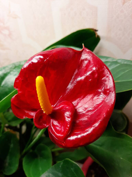 Anthurium floraison de plantes d'intérieur - Photo, image