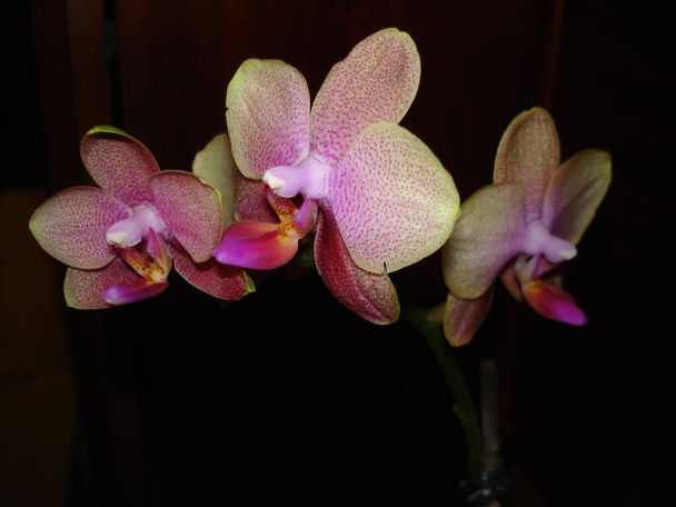 Phalaenopsis Orquídea en flor
 - Foto, imagen