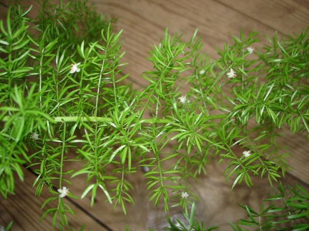 Asperges feuilles juteuses vertes  - Photo, image