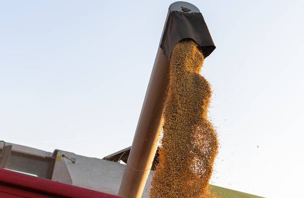 Зерновой шнек комбайна, наливающий соевый боб в тракторный прицеп - Фото, изображение