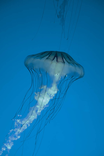 Jellyfish floating in the deep ocean. Macro view - Foto, Imagen