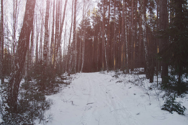 A snowy road in the woods with a sunny glare - Фото, изображение