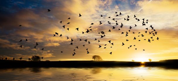 Lever de soleil avec troupeau d'oiseaux
 - Photo, image