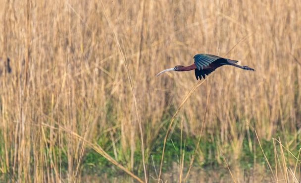 Hedvábné Ibis létání s křídly dolů nad vlhkou zemí - Fotografie, Obrázek