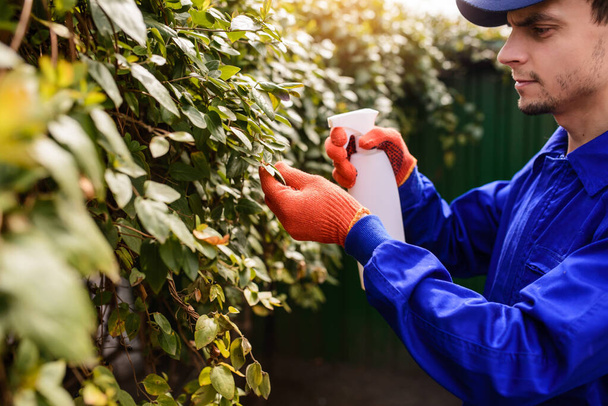 Junger Gärtner in blauem Overall und Schutzhandschuhen bei der Arbeit im Garten. Er sprüht Schutzspray auf Blätter und Äste. Insektizid- und Pestizidverfahren - Foto, Bild