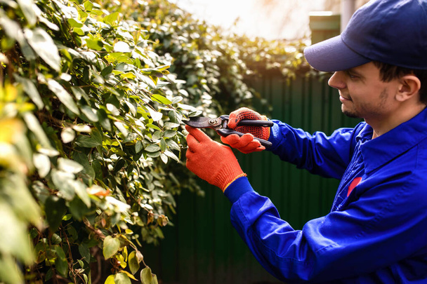 Jongeman tuinman in blauwe overall en beschermende handschoenen aan het werk in de tuin. Hij knipt met tuinieren schaar droge bladeren en takken. Intelligent tuinconcept - Foto, afbeelding