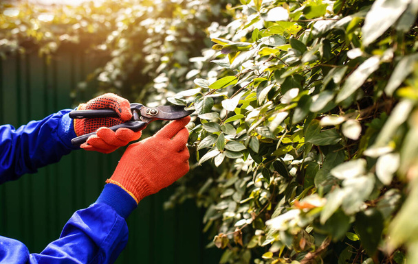 Close up hand of gardener in protective gloves, he is cutting with gardening scissor dry leaves and branches. Intelligent gardening concept - Photo, Image