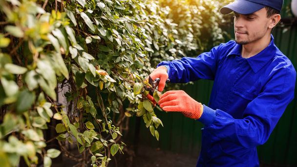 Jongeman tuinman in blauwe overall en beschermende handschoenen aan het werk in de tuin. Hij knipt met tuinieren schaar droge bladeren en takken. Intelligent tuinconcept - Foto, afbeelding