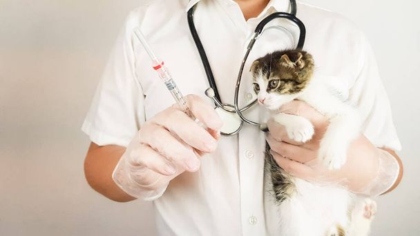 the veterinarian holds a small kitten and a syringe in his hands. examination and treatment of animals by a doctor. - Foto, Bild