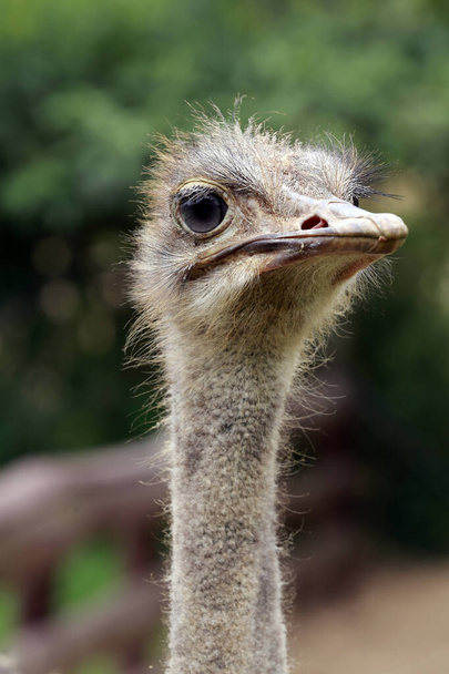 Closeup of ostrich, Struthio camelus, in the pasture with blurred green background. Brazil - Foto, immagini
