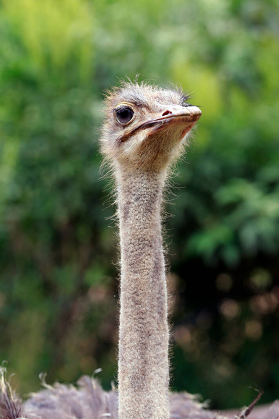 Closeup de avestruz, Struthio camelus, no pasto com fundo verde turvo. Brasil - Foto, Imagem