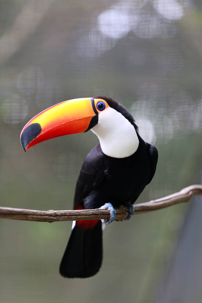 Toco toucan appollaiato sul ramo con sfondo sfocato. Brasile - Foto, immagini