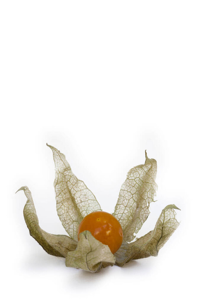 Nahaufnahme von abgewinkelter Winterkirsche oder Ballonkirsche, Physalis angulata, auf weißem Hintergrund im Studio. - Foto, Bild