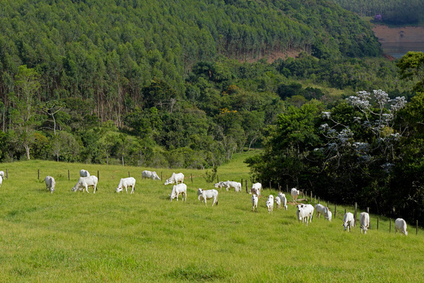 Nelore-Rinder auf der Weide in der brasilianischen Landschaft, mit Bäumen - Foto, Bild