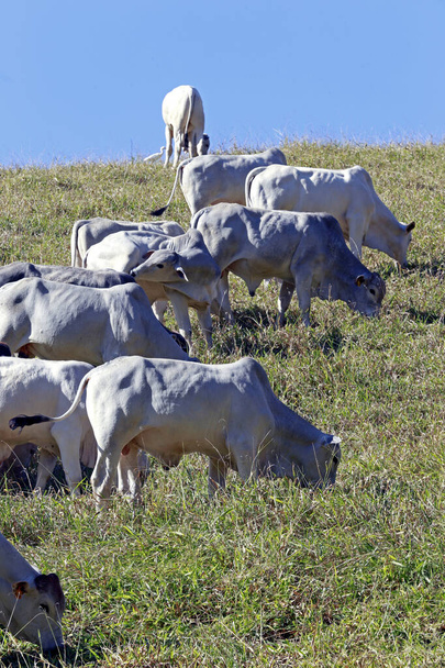 牧草地での肉生産のための牛.ブラジルのサンパウロ州 - 写真・画像