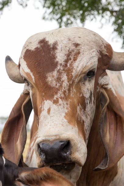 Closeup of impure bull of breed Gir. Sao Paulo state, Brazil - Photo, Image
