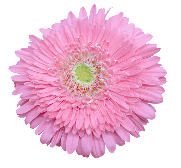 розовая гербера на белом изолированном фоне - Фото, изображение